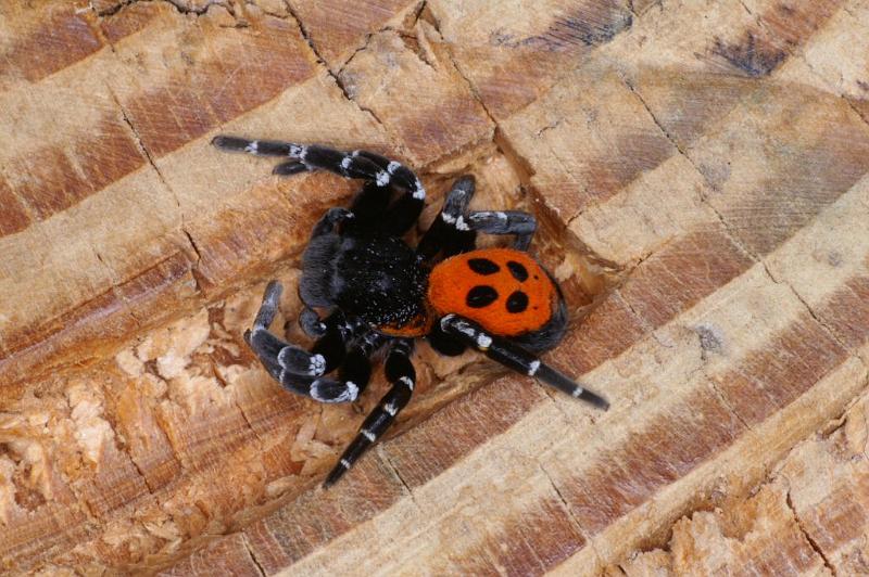 Eresus_sandaliatus_D3037_Z_84_NP De Hoge Veluwe_Nederland.jpg